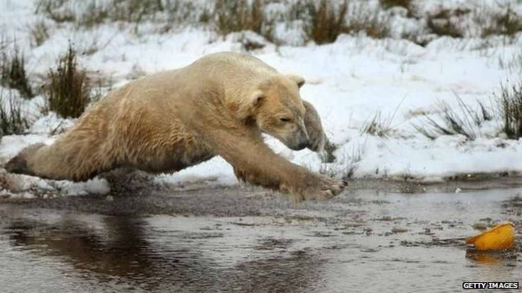 Bears' den Brief history of Scottish park's polar bears BBC News
