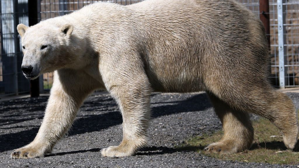 Yorkshire Wildlife Park gets second polar bear - BBC News