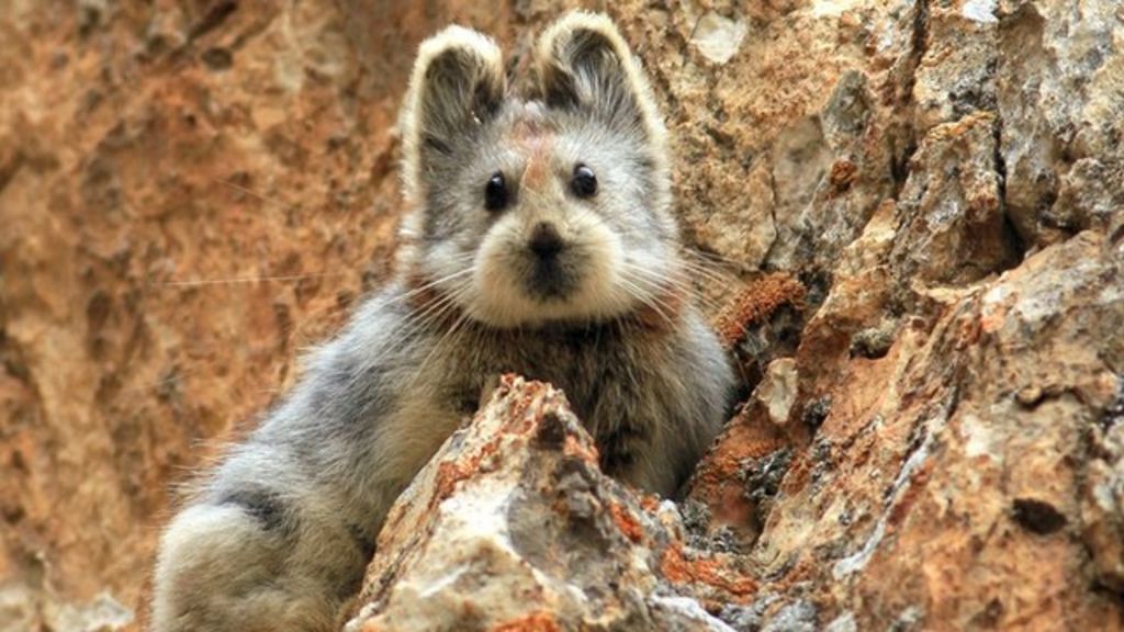 China's Ili Pika The 'magic bunny' goes viral BBC News