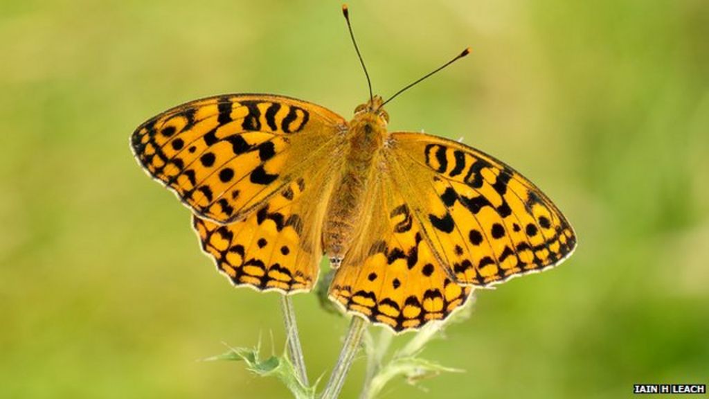 Endangered butterfly species records 10-year high - BBC News