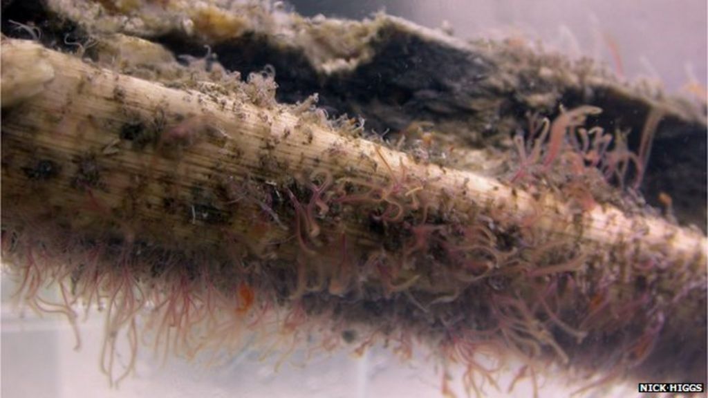 Zombie worms ate plesiosaur bones BBC News