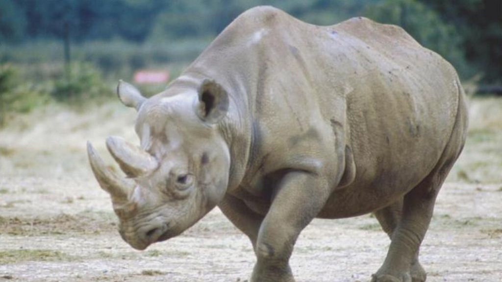 Stop saying rhinos have gone extinct - the last subspecies died off in