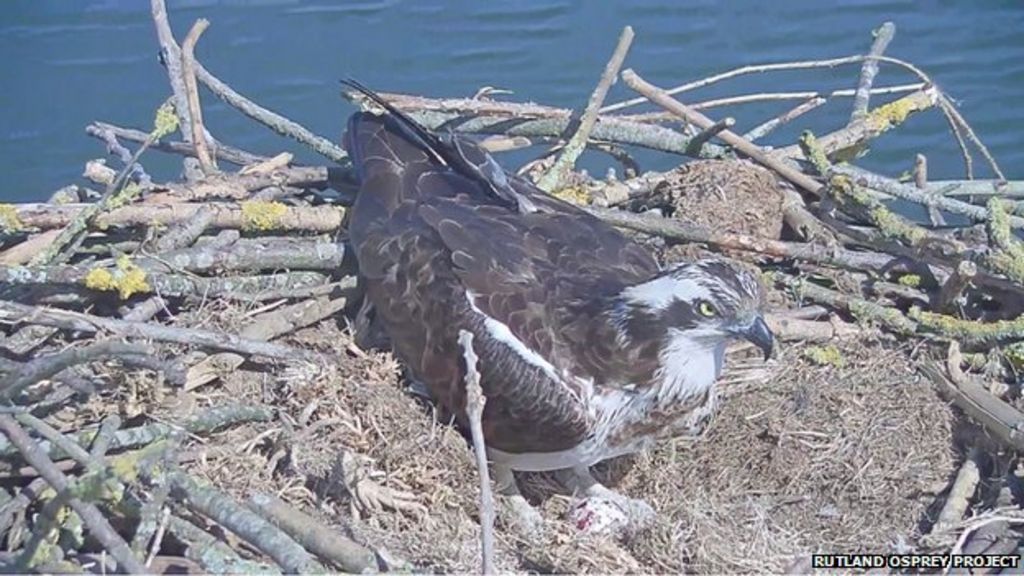 rutland water ospreys