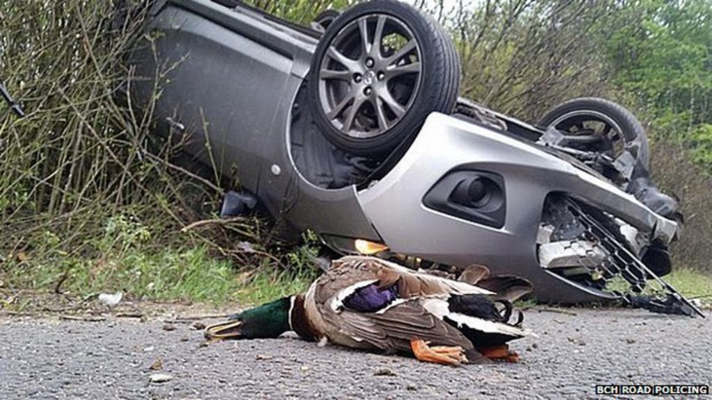 Driver's luck after crash with duck on A1 near Hatfield BBC News