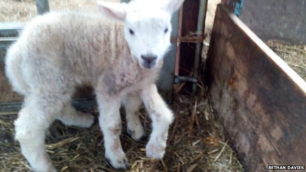 Fivelegged lamb born at Rhiwlas Farm in Powys BBC News