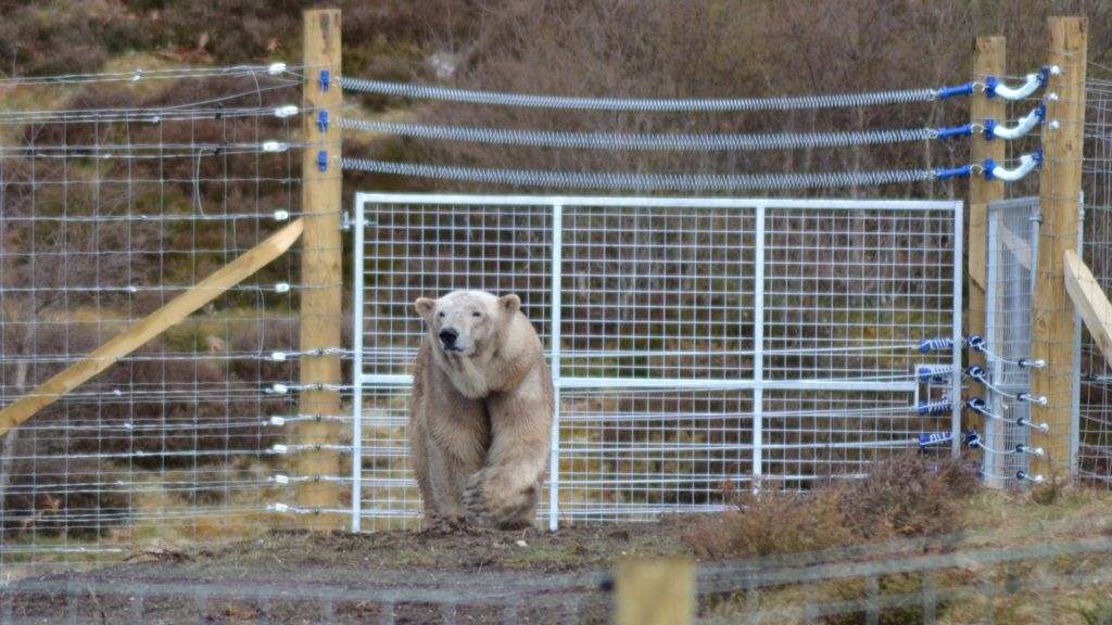 Polar bear to enter new Highland Wildlife Park enclosure BBC News