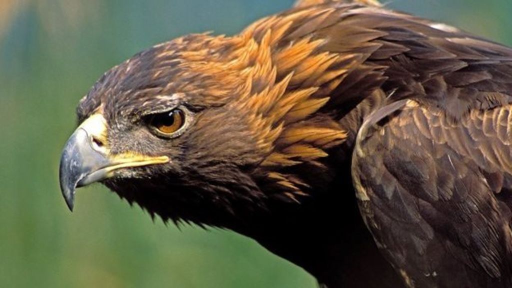 Escaped Suffolk golden eagle found safe and well BBC News