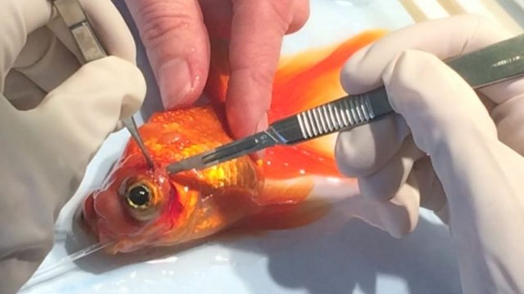 Goldfish undergoes eye surgery in Bristol - BBC News