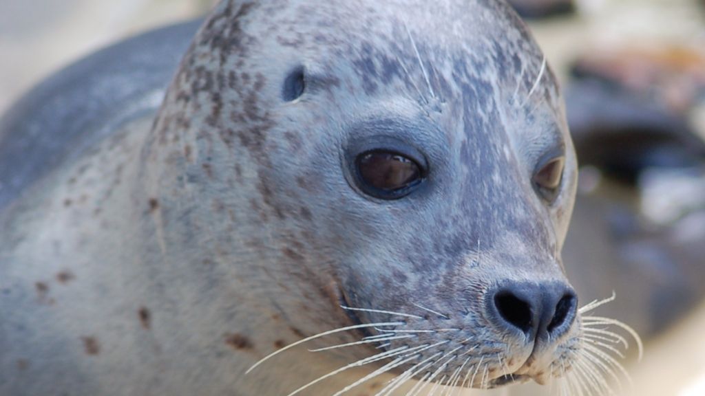 'Sex-obsessed' seal sent to girls-only park - BBC News