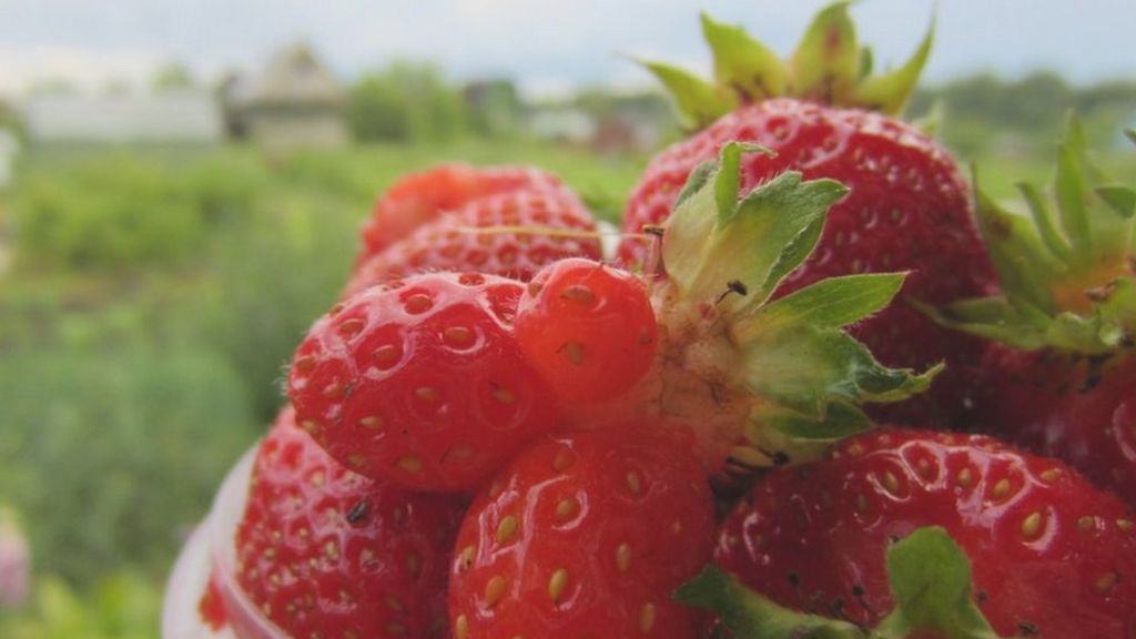 The Miracle Of The Week Strawberry Season c News