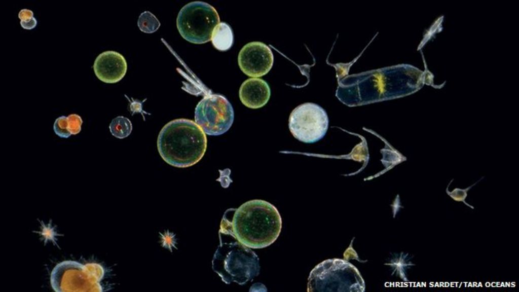 Ocean's 'tiniest organisms' revealed