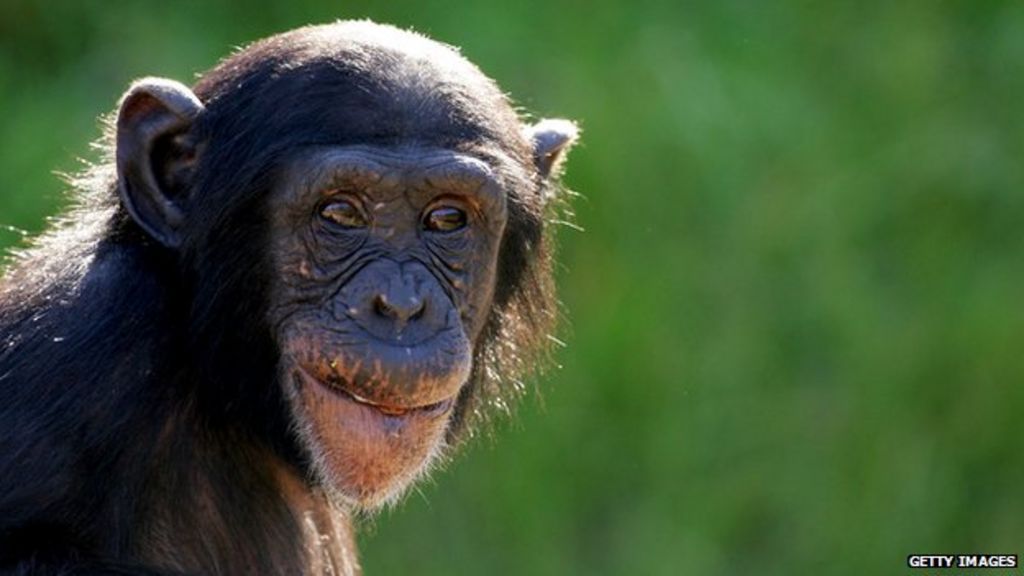 should-animals-have-the-same-rights-as-humans-bbc-news