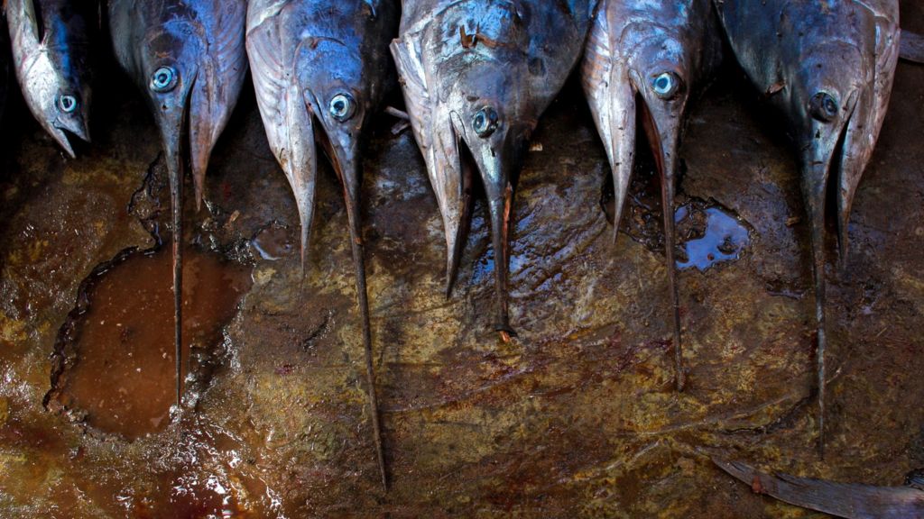 Hawaii Man Dies After Being Impaled By Swordfish Bbc News