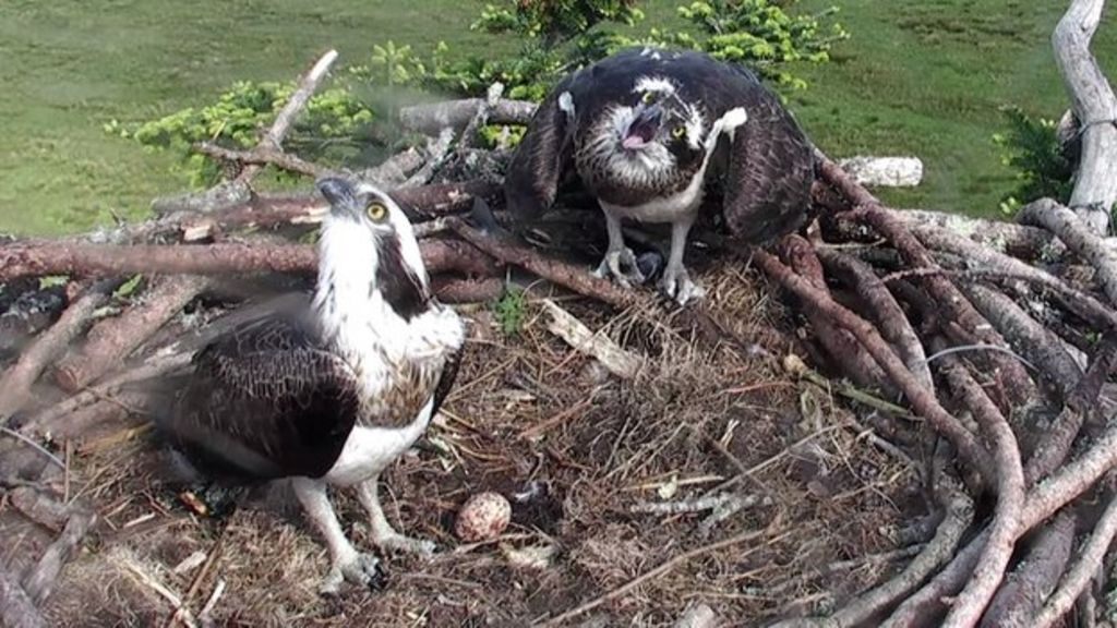 Pair Of Rare Ospreys Incubating Eggs At Gwynedd Nesting Ground Bbc News