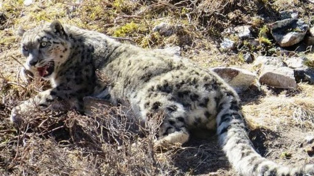 Nepal snow leopard survey gets satellite tracking boost - BBC News