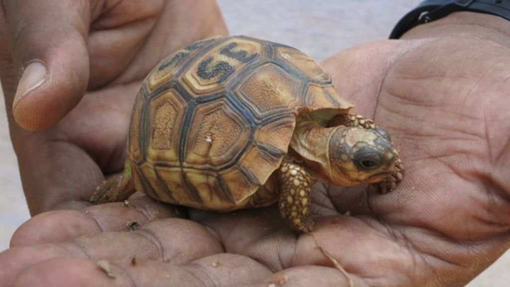 Drastic action to save endangered tortoise - BBC News