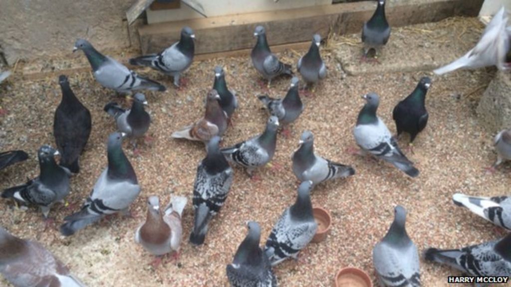 Racing pigeons stolen from Cullybackey were Irish champions BBC News