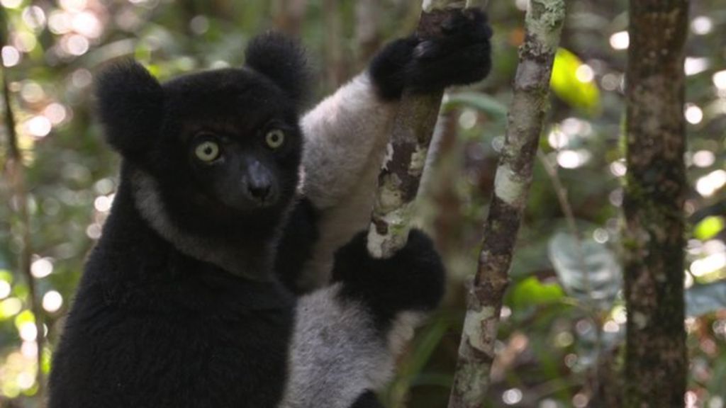 Will animals of the future only be safe in captivity? BBC News