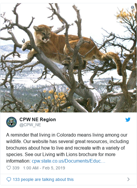Colorado Runner Kills Cougar In Self Defence After Attack Bbc News