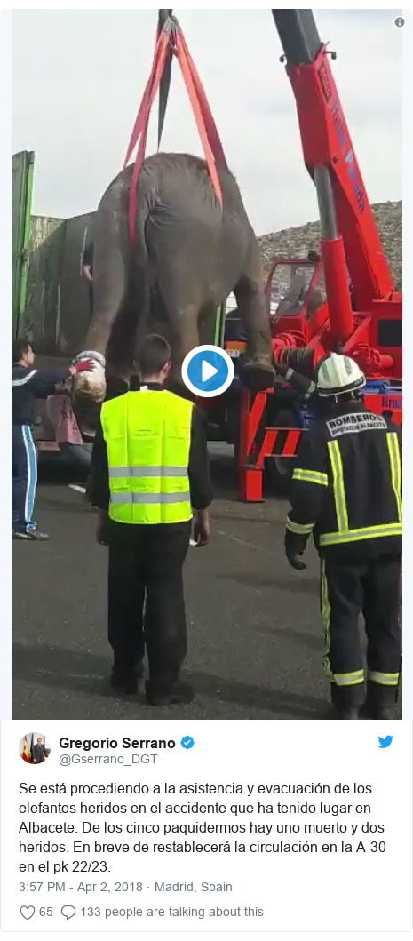 Twitter post by @Gserrano_DGT: Se está procediendo a la asistencia y evacuación de los elefantes heridos en el accidente que ha tenido lugar en Albacete. De los cinco paquidermos hay uno muerto y dos heridos. En breve de restablecerá la circulación en la A-30 en el pk 22/23. 