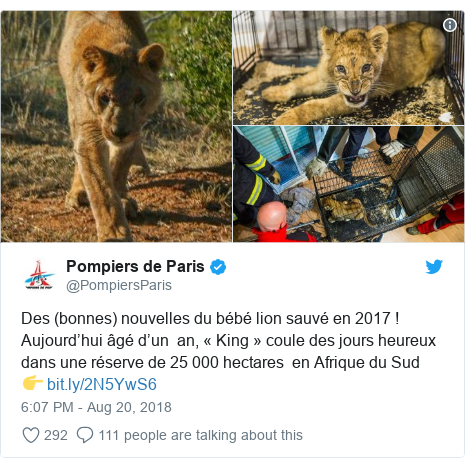 Twitter post by @PompiersParis: Des (bonnes) nouvelles du bébé lion sauvé en 2017 ! Aujourd’hui âgé d’un  an, « King » coule des jours heureux dans une réserve de 25 000 hectares  en Afrique du Sud👉  