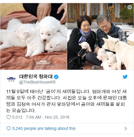 Twitter post by @TheBlueHouseKR: 11월 9일에 태어난 ‘곰이’의 새끼들입니다. 엄마개와 여섯 새끼들 모두 아주 건강합니다. 사진은 오늘 오후에 문재인 대통령과 김정숙 여사가 관저 앞마당에서 곰이와 새끼들을 살피는 모습입니다. 