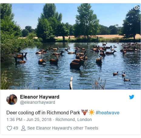 Twitter post by @eleanorhayward: Deer cooling off in Richmond Park 🦌☀️ #heatwave 