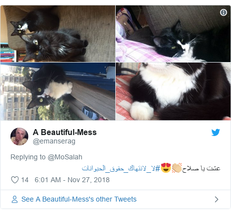 Twitter post by @emanserag: عشت يا صلاح👏🏼😍#لا_لانتهاك_حقوق_الحيوانات 