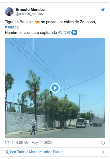 Twitter post by @ernesto_mendez: Tigre de Bengala 🐅 se pasea por calles de Zapopan, #JaliscoHombre lo laza para capturarlo #VIDEO▶️ 