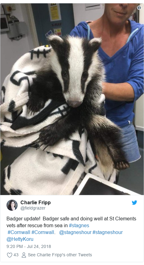 Twitter post by @fieldgrazer: Badger update!  Badger safe and doing well at St Clements vets after rescue from sea in #stagnes #Cornwall #Cornwall.   @stagneshour #stagneshour @HettyKoru 