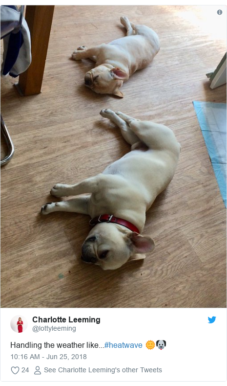 Twitter post by @lottyleeming: Handling the weather like...#heatwave 🌞🐶 