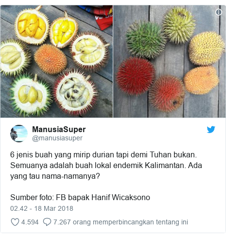Kekayaan buah Indonesia Durian segenggaman tangan Kekayaan buah Indonesia Durian segenggaman tangan