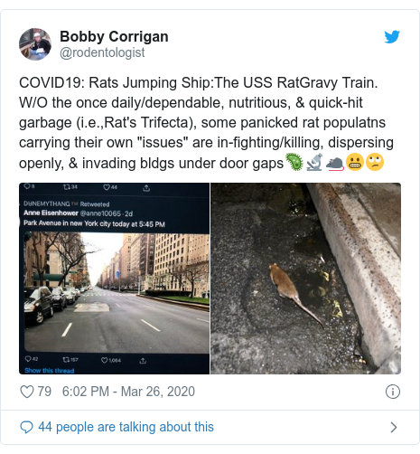 Twitter post by @rodentologist: COVID19  Rats Jumping Ship The USS RatGravy Train. W/O the once daily/dependable, nutritious, & quick-hit garbage (i.e.,Rat's Trifecta), some panicked rat populatns carrying their own "issues" are in-fighting/killing, dispersing openly, & invading bldgs under door gaps🦠🔬🐀😬🙄 