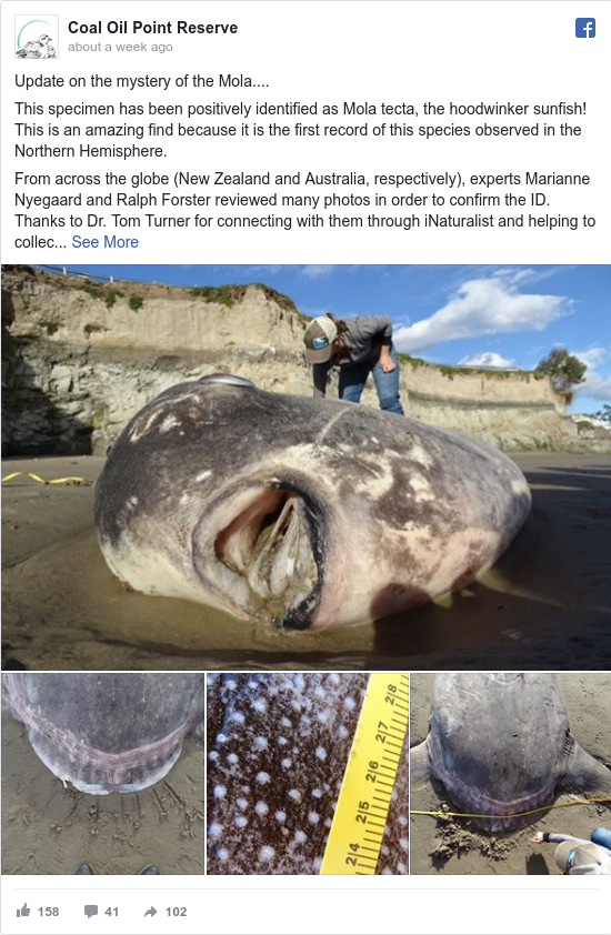 Facebook post by Coal Oil Point Reserve: Update on the mystery of the Mola....

This specimen has been positively identified as Mola tecta, the hoodwinker...