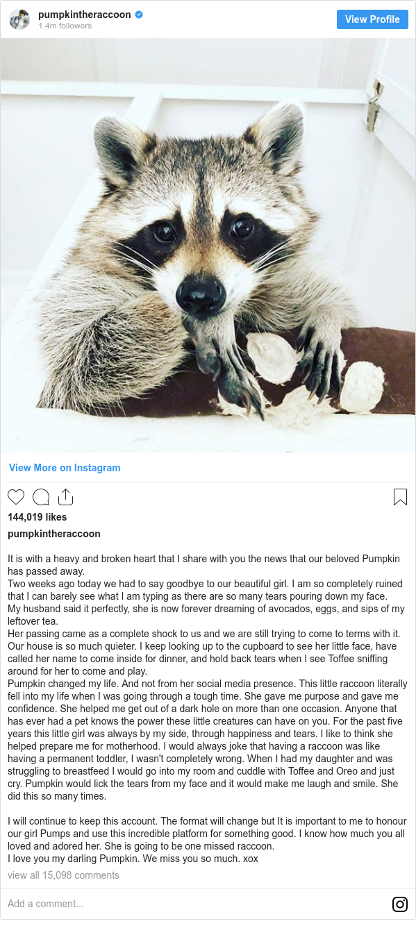 Most Popular Raccoon On Instagram Dies Bbc News