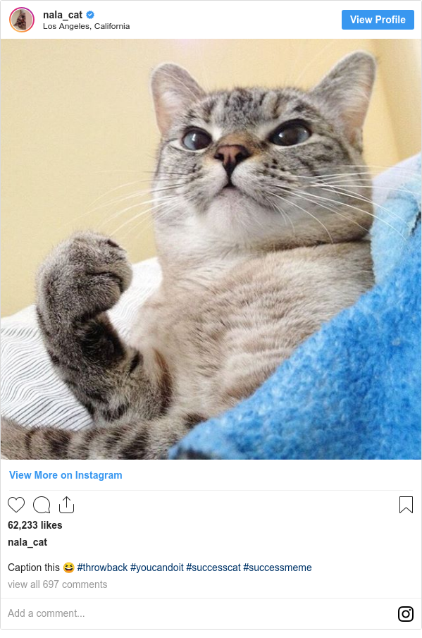 Lil Bub Cat With Millions Of Online Fans Dies Bbc News