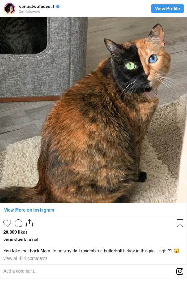 Lil Bub Cat With Millions Of Online Fans Dies Bbc News