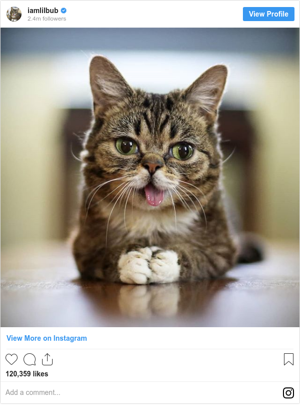 Lil Bub Cat With Millions Of Online Fans Dies Bbc News