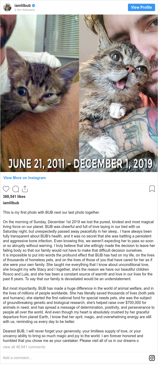 Lil Bub Cat With Millions Of Online Fans Dies Bbc News