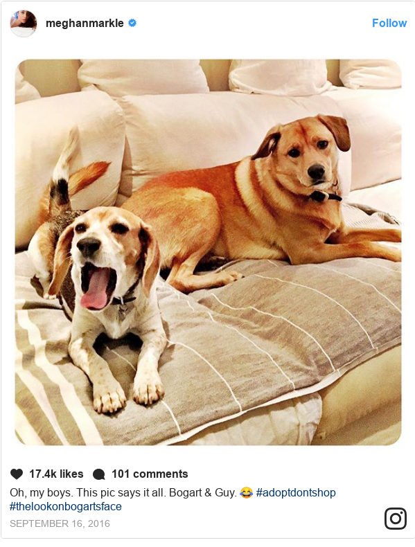 Instagram pesan oleh meghanmarkle: Oh, my boys. This pic says it all. Bogart & Guy. 😂 #adoptdontshop #thelookonbogartsface