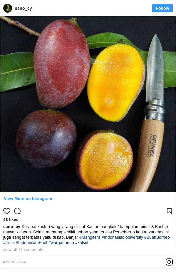 Kekayaan buah Indonesia Durian segenggaman tangan Kekayaan buah Indonesia Durian segenggaman tangan