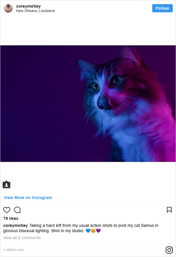 Instagram post by coreymotley: Taking a hard left from my usual action shots to post my cat Samus in glorious bisexual lighting. Shot in my studio. 💙😽💜