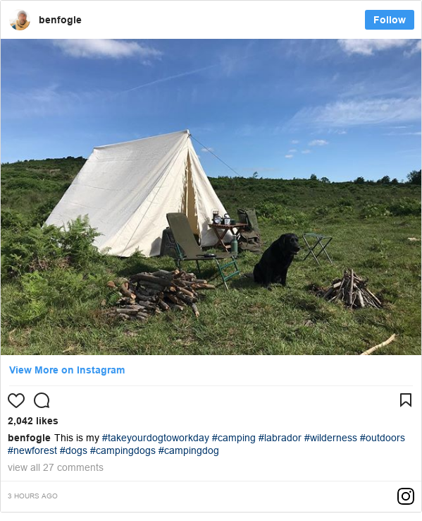 Instagram post by benfogle: This is my #takeyourdogtoworkday #camping #labrador #wilderness #outdoors #newforest #dogs #campingdogs #campingdog