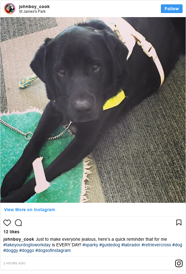 Instagram post by johnboy_cook: Just to make everyone jealous, here’s a quick reminder that for me #takeyourdogtoworkday is EVERY DAY!  #sparky #guidedog #labrador #retrievercross #dog #doggy #doggo #dogsofinstagram