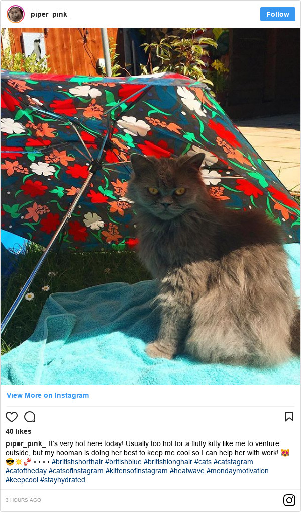 Instagram post by piper_pink_: It’s very hot here today! Usually too hot for a fluffy kitty like me to venture outside, but my hooman is doing her best to keep me cool so I can help her with work! 😻😎☀️🐾 • • • • #britishshorthair #britishblue #britishlonghair #cats #catstagram #catoftheday #catsofinstagram #kittensofinstagram #heatwave #mondaymotivation #keepcool #stayhydrated