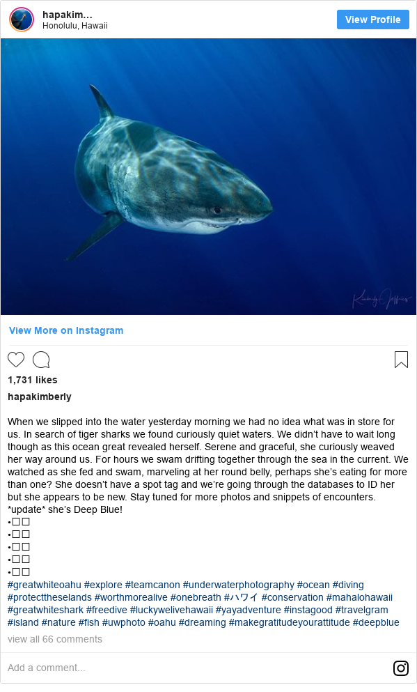 Instagram post by hapakimberly: When we slipped into the water yesterday morning we had no idea what was in store for us. In search of tiger sharks we found curiously quiet waters. We didn’t have to wait long though as this ocean great revealed herself. Serene and graceful, she curiously weaved her way around us. For hours we swam drifting together through the sea in the current. We watched as she fed and swam, marveling at her round belly, perhaps she’s eating for more than one? She doesn’t have a spot tag and we’re going through the databases to ID her but she appears to be new. Stay tuned for more photos and snippets of encounters. *update* she’s Deep Blue!
•⠀⠀
•⠀⠀
•⠀⠀
•⠀⠀
•⠀⠀
#greatwhiteoahu #explore #teamcanon #underwaterphotography #ocean #diving #protecttheselands #worthmorealive #onebreath #ハワイ #conservation #mahalohawaii #greatwhiteshark #freedive #luckywelivehawaii #yayadventure #instagood #travelgram #island #nature #fish #uwphoto #oahu #dreaming  #makegratitudeyourattitude #deepblue