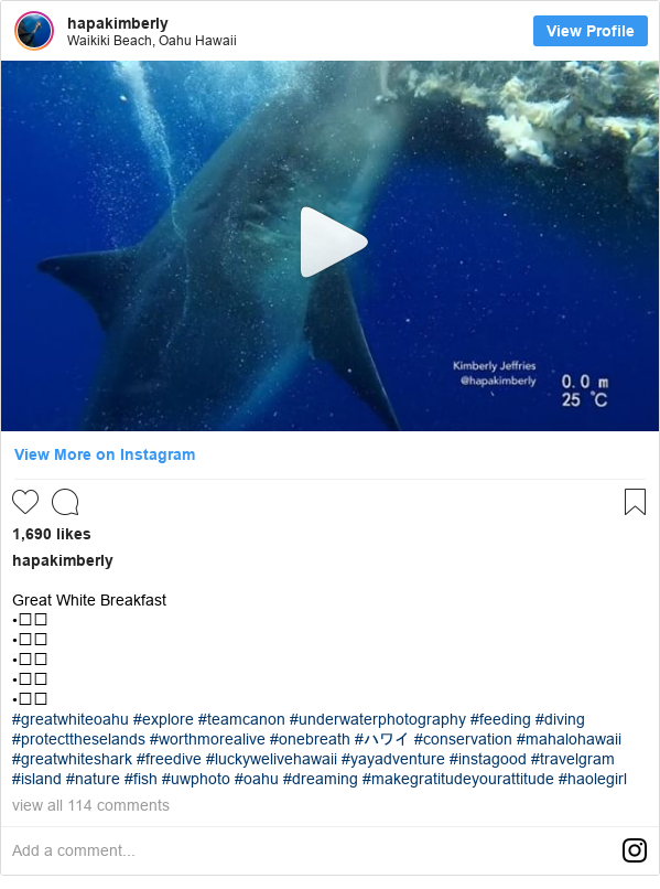 Instagram post by hapakimberly: Great White Breakfast
•⠀⠀
•⠀⠀
•⠀⠀
•⠀⠀
•⠀⠀
#greatwhiteoahu #explore #teamcanon #underwaterphotography #feeding #diving #protecttheselands #worthmorealive #onebreath #ハワイ #conservation #mahalohawaii #greatwhiteshark #freedive #luckywelivehawaii #yayadventure #instagood #travelgram #island #nature #fish #uwphoto #oahu #dreaming  #makegratitudeyourattitude #haolegirl