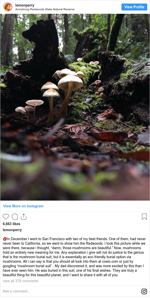 Instagram post by lemonperry: 💋In December I went to San Francisco with two of my best friends. One of them, had never never been to California, so we went to show him the Redwoods. I took this picture while we were there, because i thought, “damn, those mushrooms are beautiful.” Now, mushrooms hold an entirely new meaning for me. Any explanation i give will not do justice to the genius that is the mushroom burial suit, but it is essentially an eco friendly burial option via mushrooms. All i can say is that you should all look into them at coeio.com or just by googling “mushroom burial suit” . My dad discovered it, and was more excited by this than I have ever seen him. He was buried in this suit, one of his final wishes. They are truly a beautiful thing for this beautiful planet, and I want to share it with all of you.