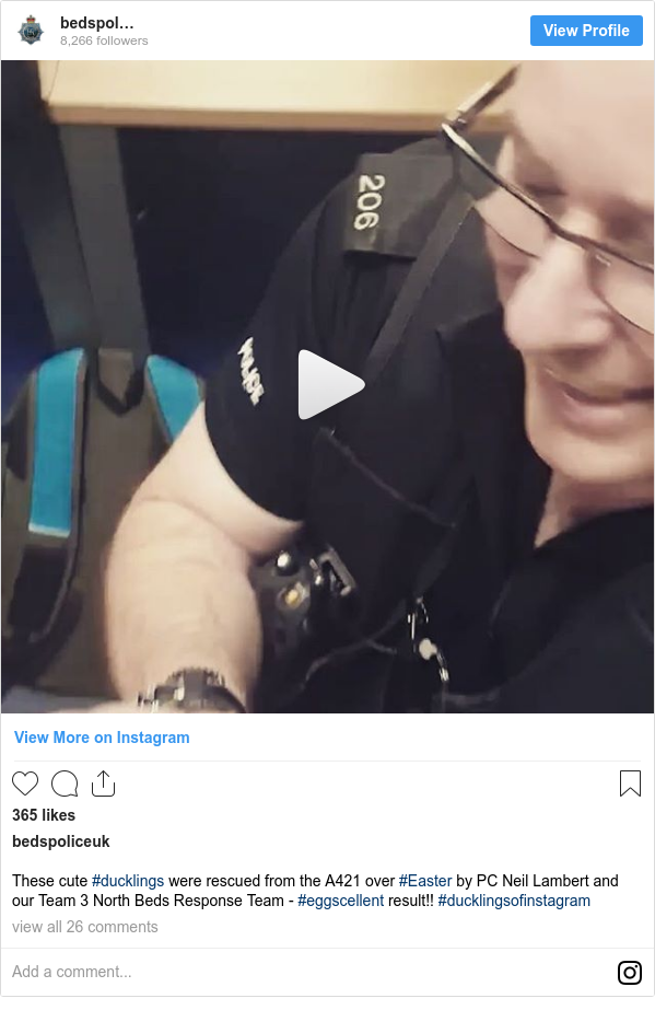 Instagram post by bedspoliceuk: These cute #ducklings were rescued from the A421 over #Easter by PC Neil Lambert and our Team 3 North Beds Response Team - #eggscellent result!! #ducklingsofinstagram