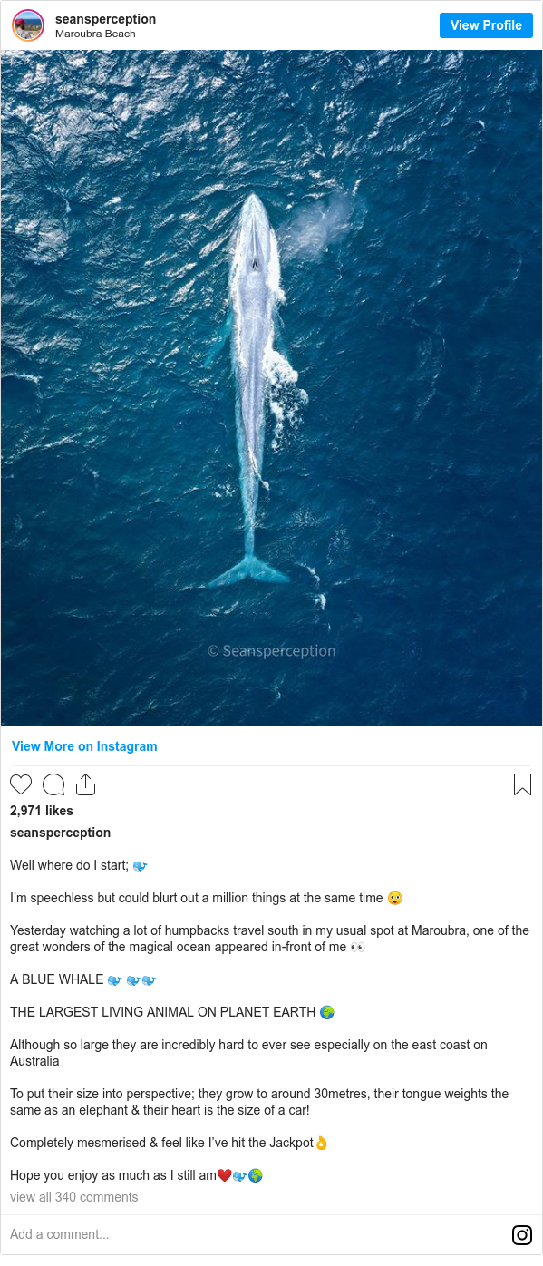 Instagram post by seansperception: Well where do I start; 🐋 

I’m speechless but could blurt out a million things at the same time 😲

Yesterday watching a lot of humpbacks travel south in my usual spot at Maroubra, one of the great wonders of the magical ocean appeared in-front of me 👀 

 A BLUE WHALE 🐋 🐋🐋

THE LARGEST LIVING ANIMAL ON PLANET EARTH 🌍 

Although so large they are incredibly hard to ever see especially on the east coast on Australia

To put their size into perspective; they grow to around 30metres, their tongue weights the same as an elephant & their heart is the size of a car!

Completely mesmerised & feel like I’ve hit the Jackpot👌

Hope you enjoy as much as I still am❤️🐋🌍